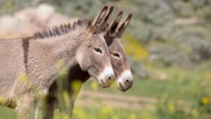 Producción en crisis, el fenómeno de la carne de burro